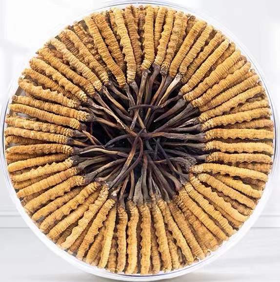 尉犁冬虫夏草回收